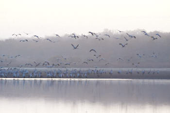 Grues cendrÈes<br>NIKON D700, 500 mm, 7200 ISO,  1/250 sec,  f : 8 